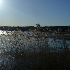 SAVE  a  pIECE   oF   yOUR   sOUL