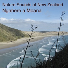 Ngahere a Moana: Album Sample