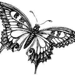 5e - Butterfly