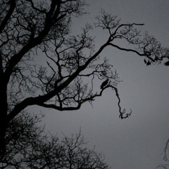 Dark Days