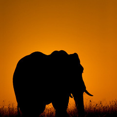 AMARULA