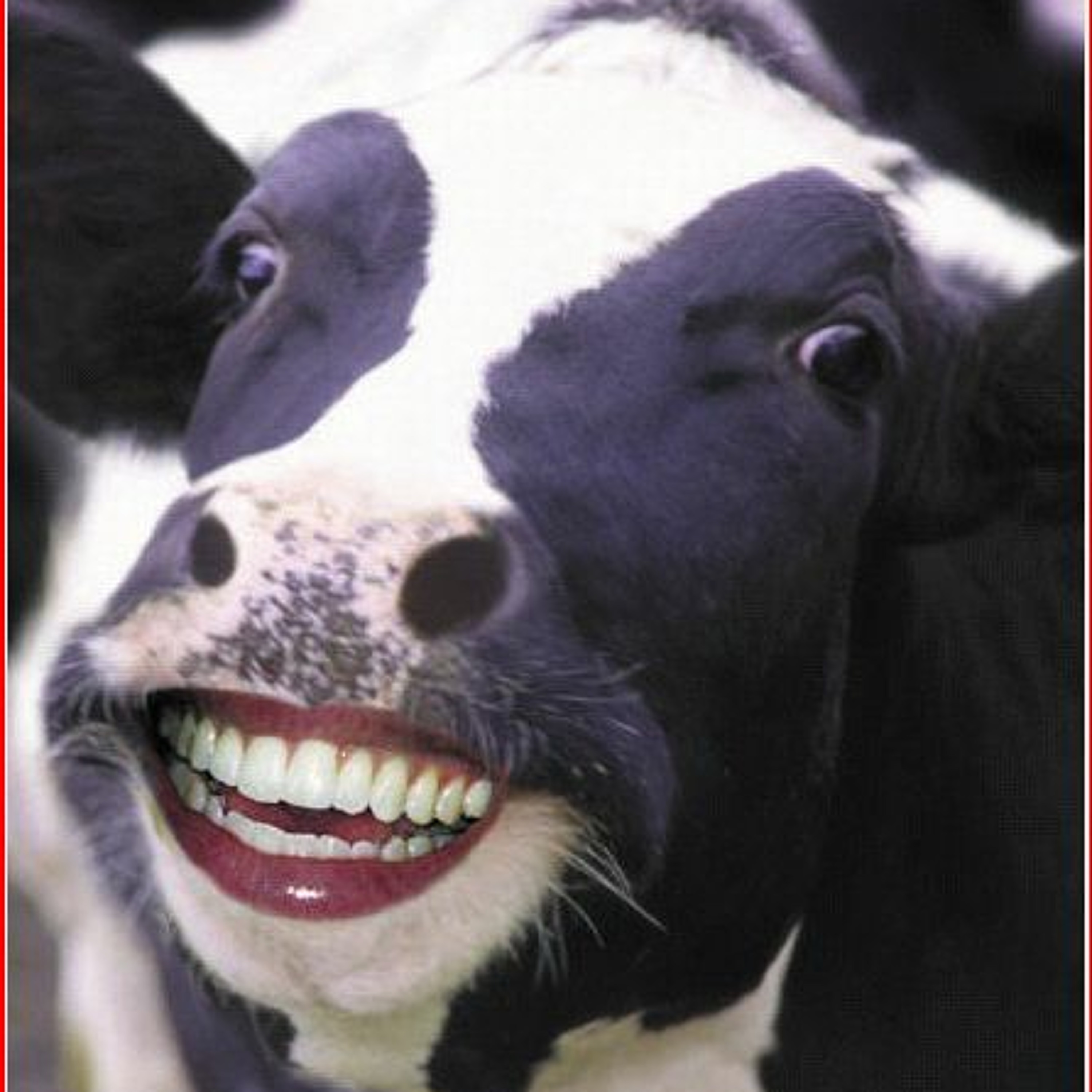 Chavcow