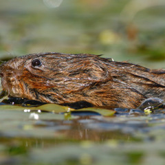 Water Vole
