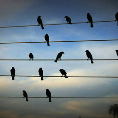 Birds on the Wires