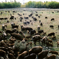 Boars- Jazz Cigarette (Teaser)