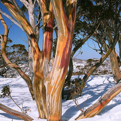 Snowgum