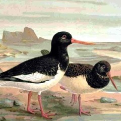 The Concretes - Good Evening (Eden Rock Version)