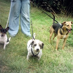 walking the dog - tape effect experiment