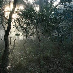 Late Winter Birdsong in the Australian Bush