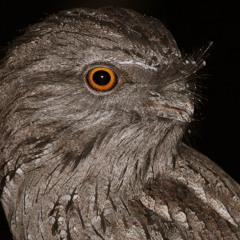 Tawny Frogmouth (from 'An Evening in the Australian Bush' album)