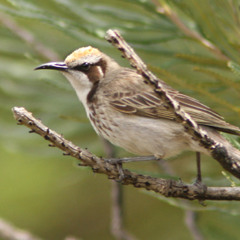 Tawny-crowned Honeyeaters