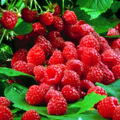 aka Kasper Kwant - Irish Coffee and Raspberries