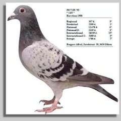 Pigeon call