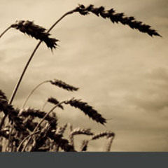 Pockets of Wheat Excerpt I