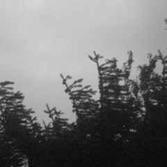 Secret Daydream Pears