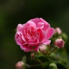 Baranohana(GB COVERED)