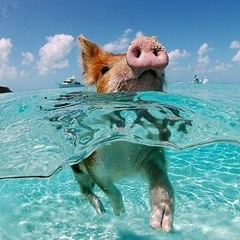 ZUNI - I AM THE WALRUS - THE BEATLES