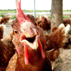 funky chicken