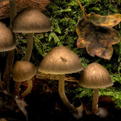 All Roads Lead to Rome