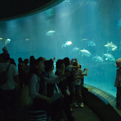 Saint Saens - Aquarium