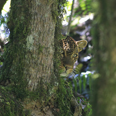 Panthera pardus_100225 at Ndutu, Serengeti, Tanzania