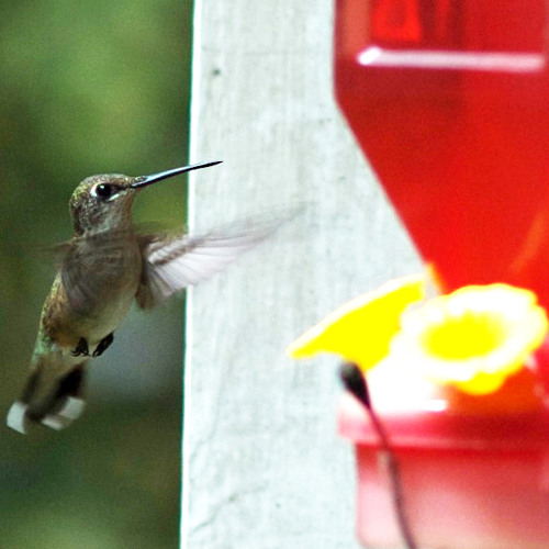 Recording of Hummingbird Feeding.