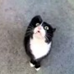 Hoovercat