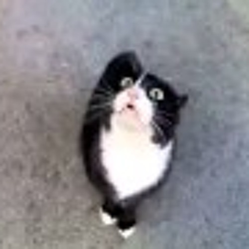 Hoovercat