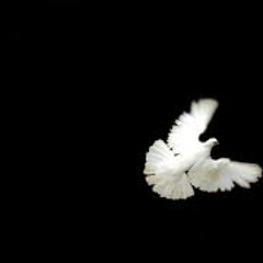 White Dove