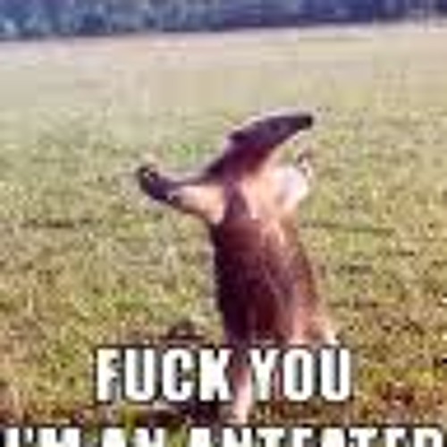 Anteater