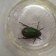 Dead End Friends - in case you couldn't be there