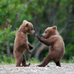 Bears - $250 Exclusive