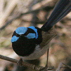 Blue Wren song at normal speed, and slowed 8x