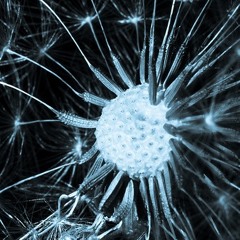 Electronic Maddness - Wicked Psynapse