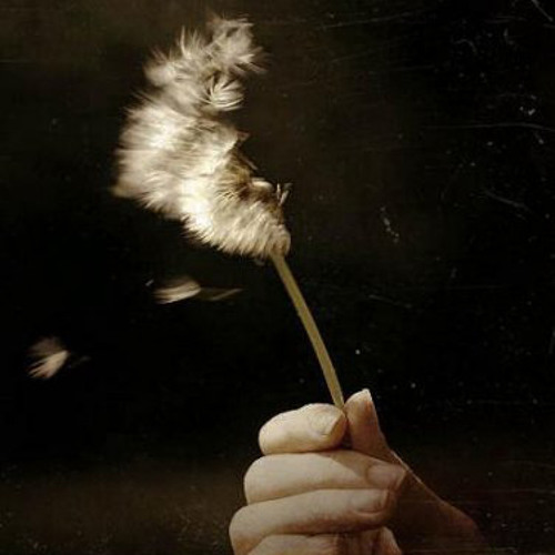 Wind's Diary