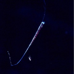 masato.mitsu - Regalecus [AY]