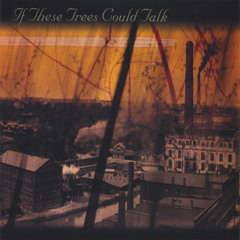 If These Trees Could Talk   - 41°4'23n,  81°31'4w