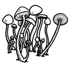 The purpose of psychedelics-Terrence Mckenna {Buckwild chills dub}