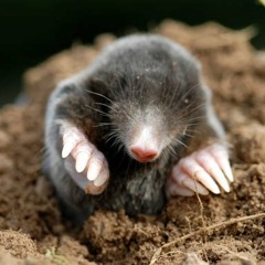 Ragga Jungle Set - Better than your mum anyday