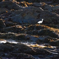 Egretta garzetta