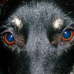 Shadows Don't Cry (pretty lights, Ludacris, thievery corp, the who)