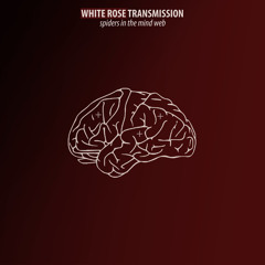 Wildest Horse by White Rose Transmission