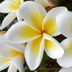 ចំប៉ីស White Frangipani