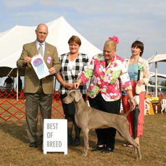 The Cat Ate My Pill Man