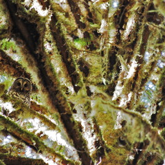 barred owl "alarm call"