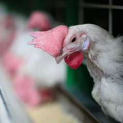 Dessincronia Orgânica (improviso para pandeiro mal tocado)