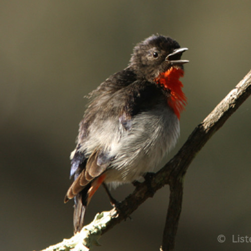 Mistletoe bird song
