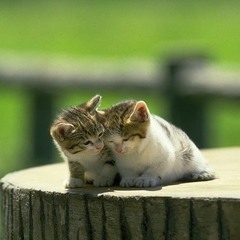 Ibiza chillout trace mix 2010