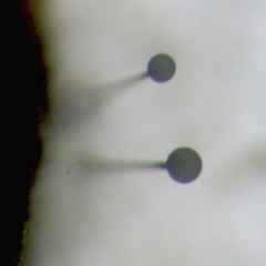 Live impro/set...AVEC....