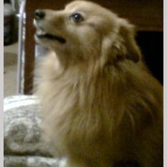 06.Peca